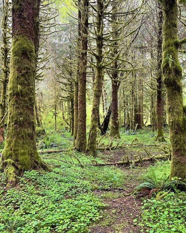 Old-growth conifer stand with moss-sleeved trunks, oxalis and sword fern on the forest floor