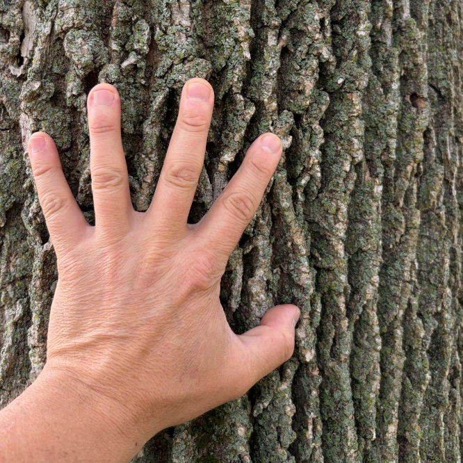 A hand laid flat against the diamond-furrowed bark of a white ash