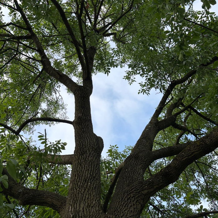 Looking straight up the trunk of a white ash into its crown, sky through the leaves