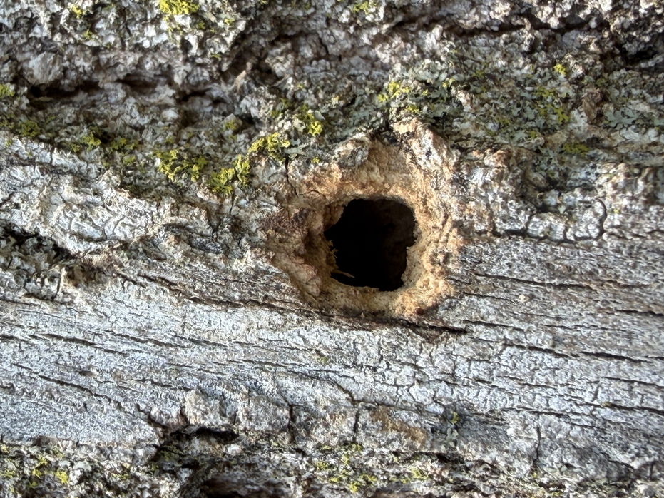 Woodpecker excavation punched through blonded, lichen-covered white ash bark