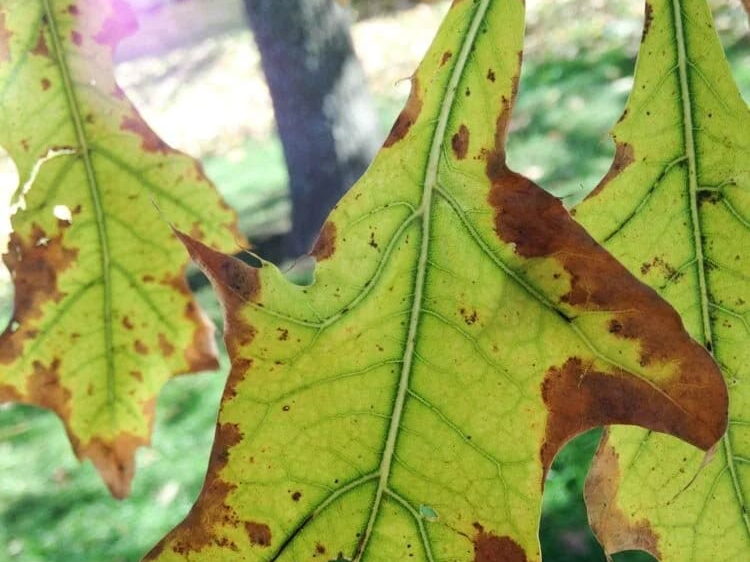 Pin oak leaves in advanced interveinal chlorosis — pale blades, dark green veins, scorched margins