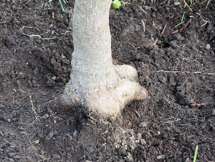 An excavated root flare: pale trunk widening into buttress roots, soil pulled back to the grass line