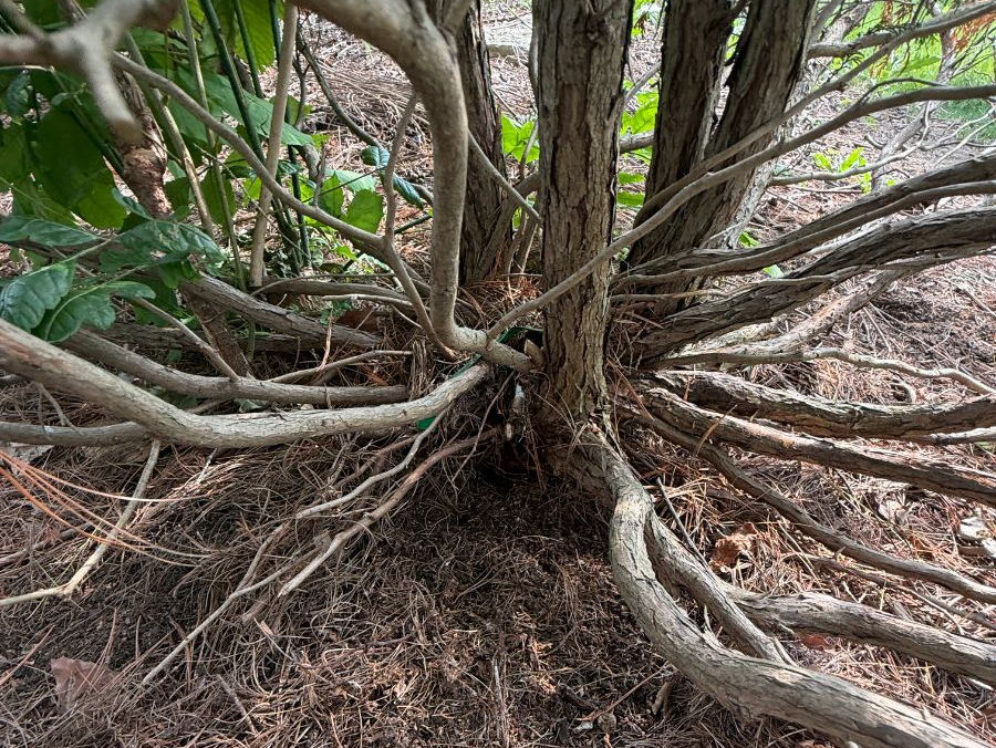 Inside the base of a mature multi-stem evergreen shrub — interior stems radiating over clean needle litter