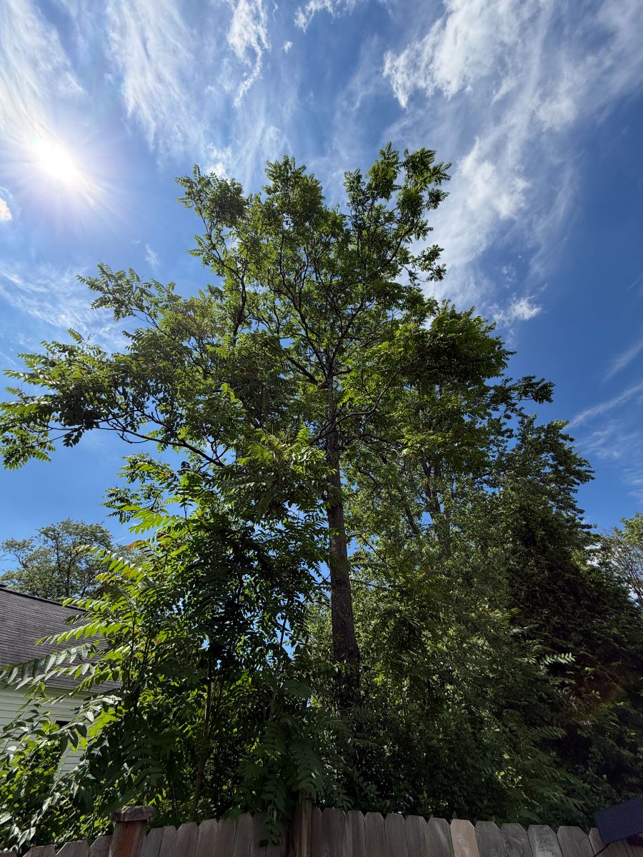 The mature 'father stem' Tree-of-Heaven rising above a privacy fence — the tree of the poem